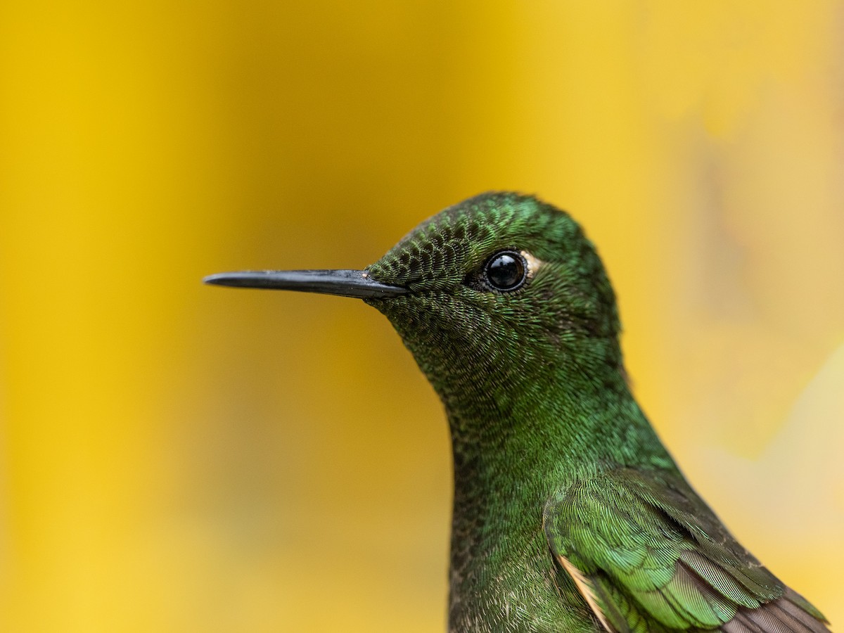 Buff-tailed Coronet - ML614865037