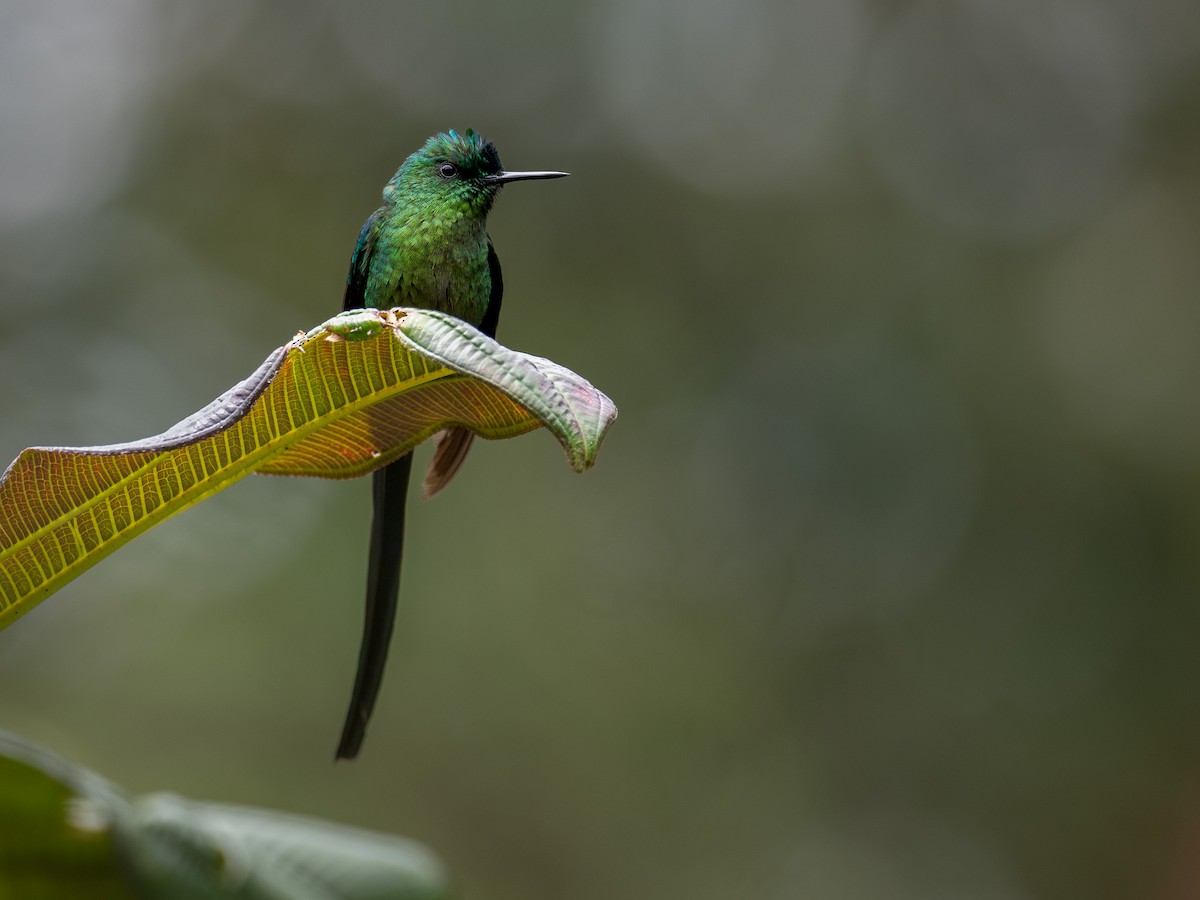 Long-tailed Sylph - ML614865043