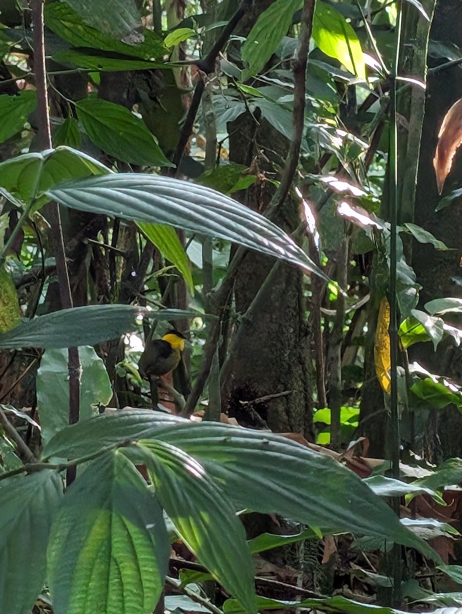 Golden-collared Manakin - ML614865111