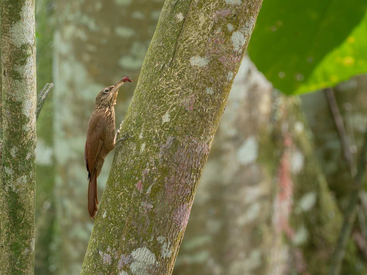 Cocoa Woodcreeper - Mollee Brown