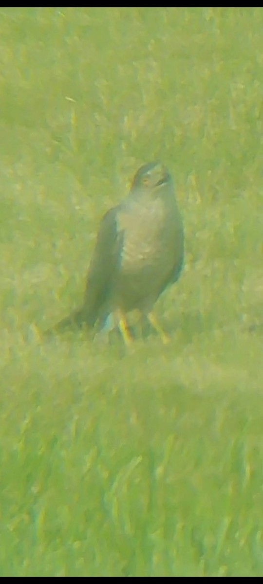 Cooper's Hawk - ML614865247