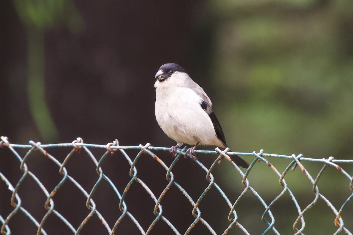 Azores Bullfinch - Luciano Naka