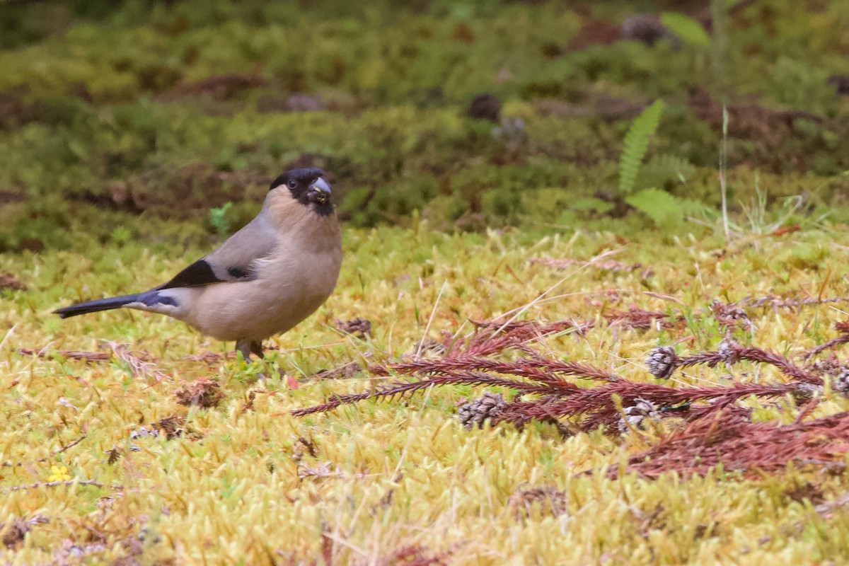 Azores Bullfinch - Luciano Naka