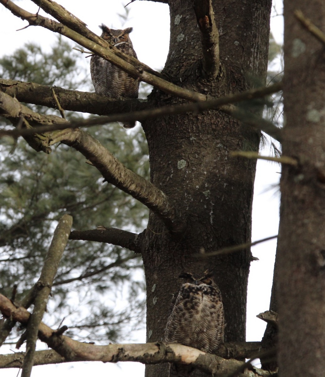 Great Horned Owl - ML614865333