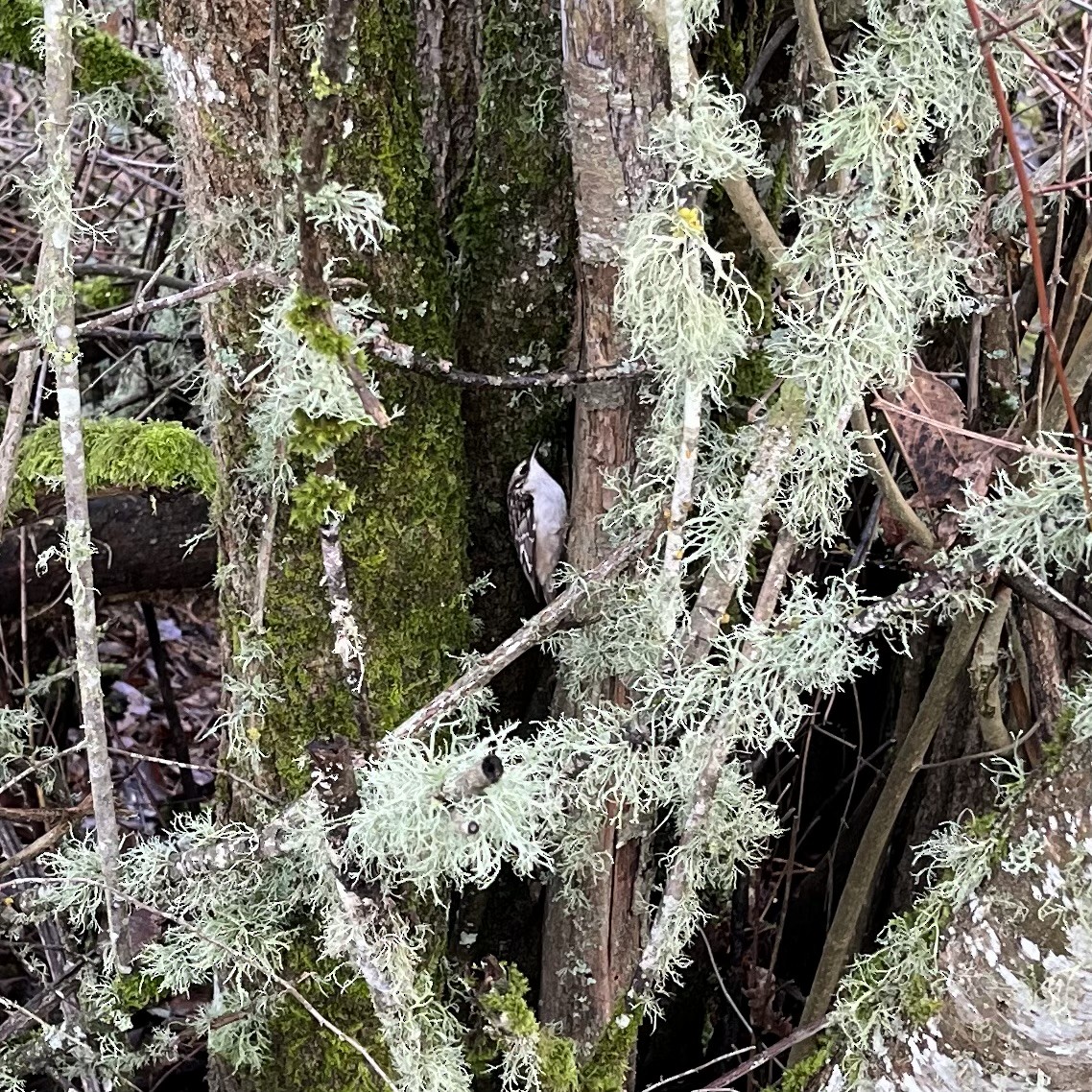 Bewick's Wren - ML614865362