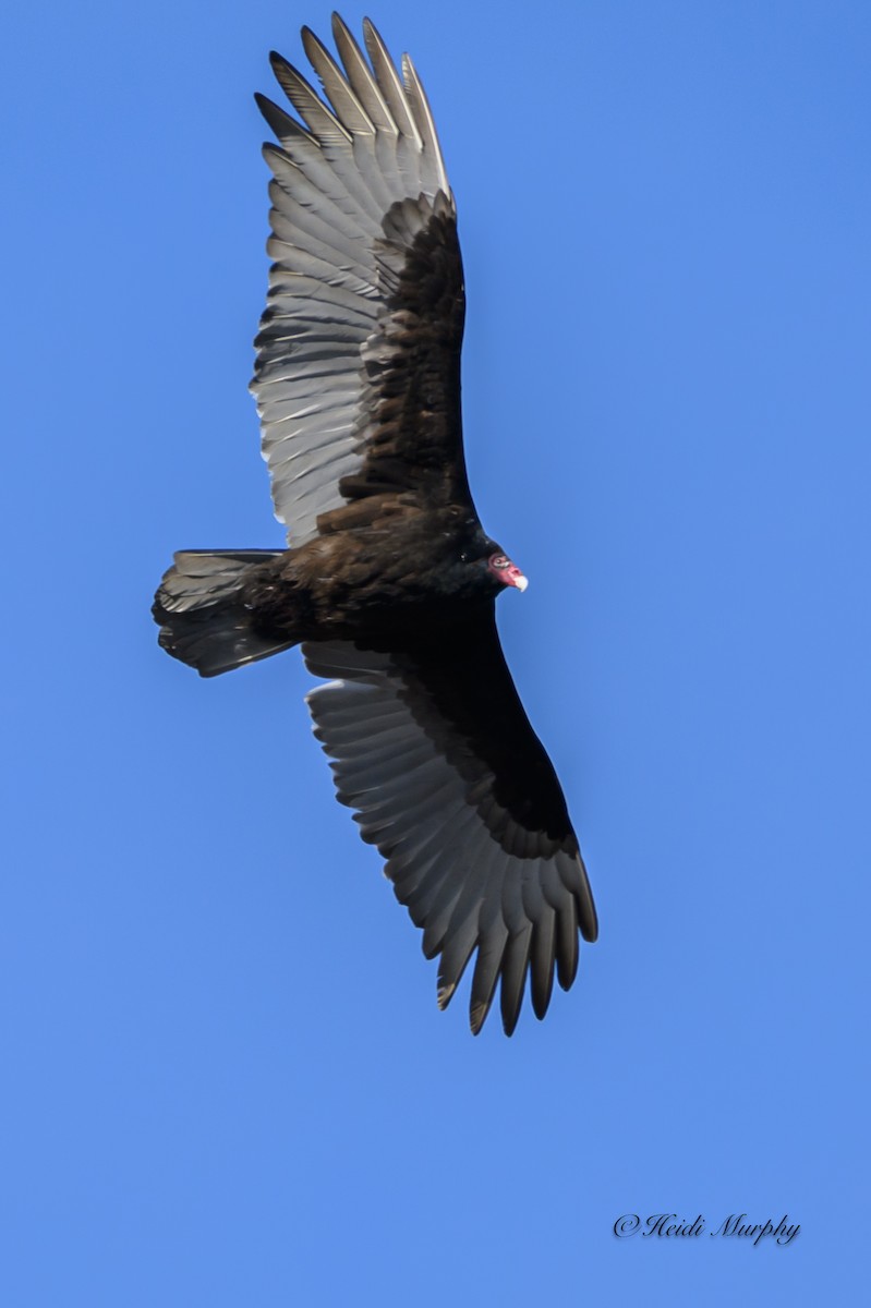 Turkey Vulture - ML614865475