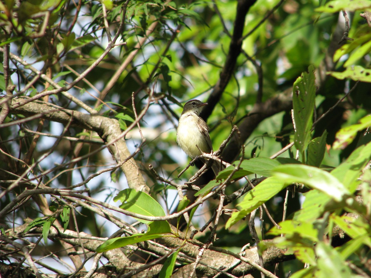 Plain Tyrannulet - ML614865573