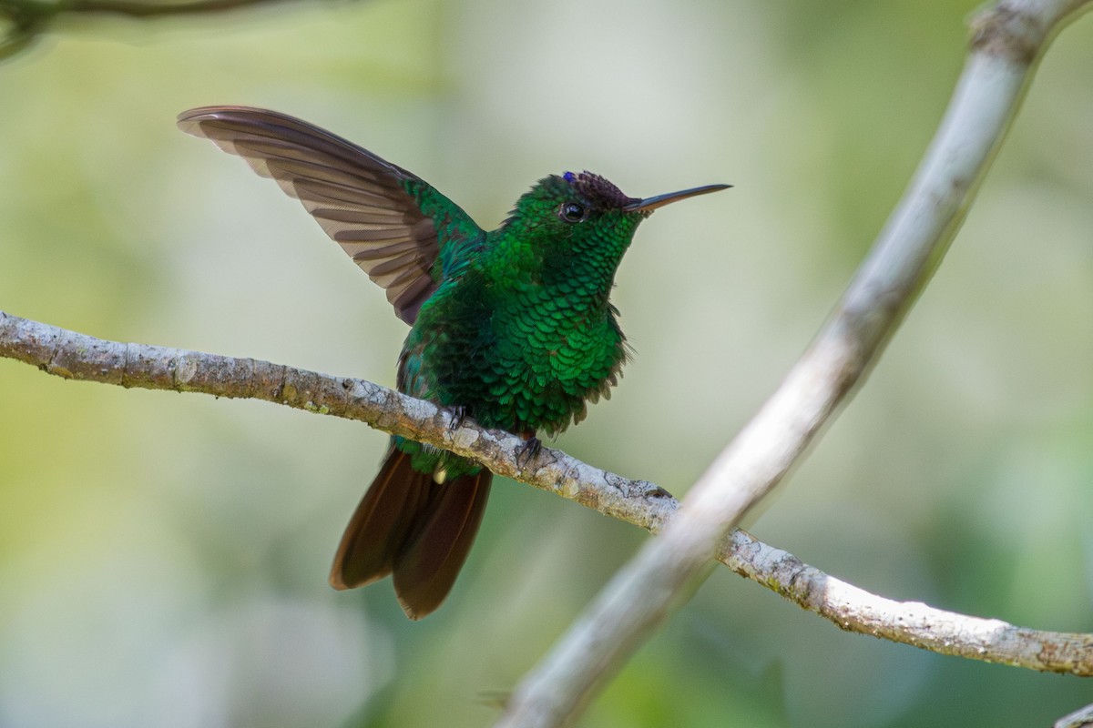 Violet-capped Hummingbird - Ken Chamberlain