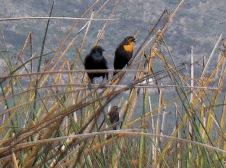 Yellow-headed Blackbird - Tom Crusse