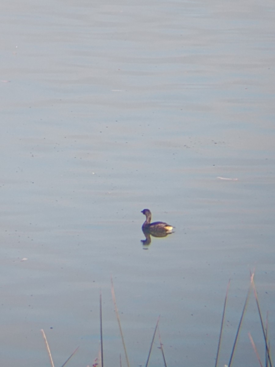 Pied-billed Grebe - ML614865701