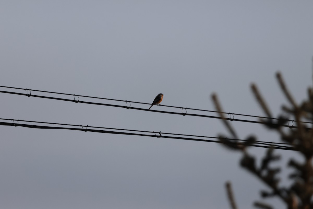 Ala Shan Redstart - ML614865728