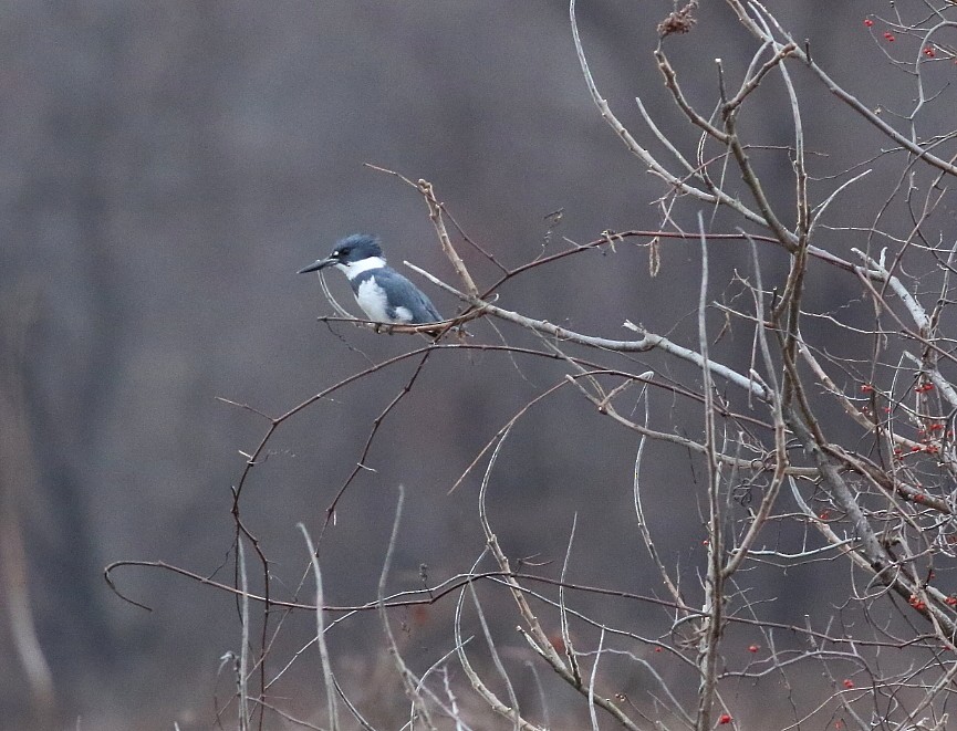 Belted Kingfisher - ML614865794
