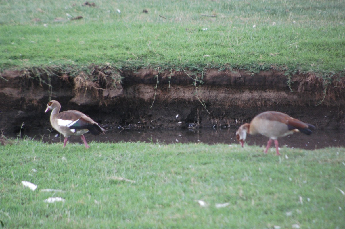 Egyptian Goose - ML614865889