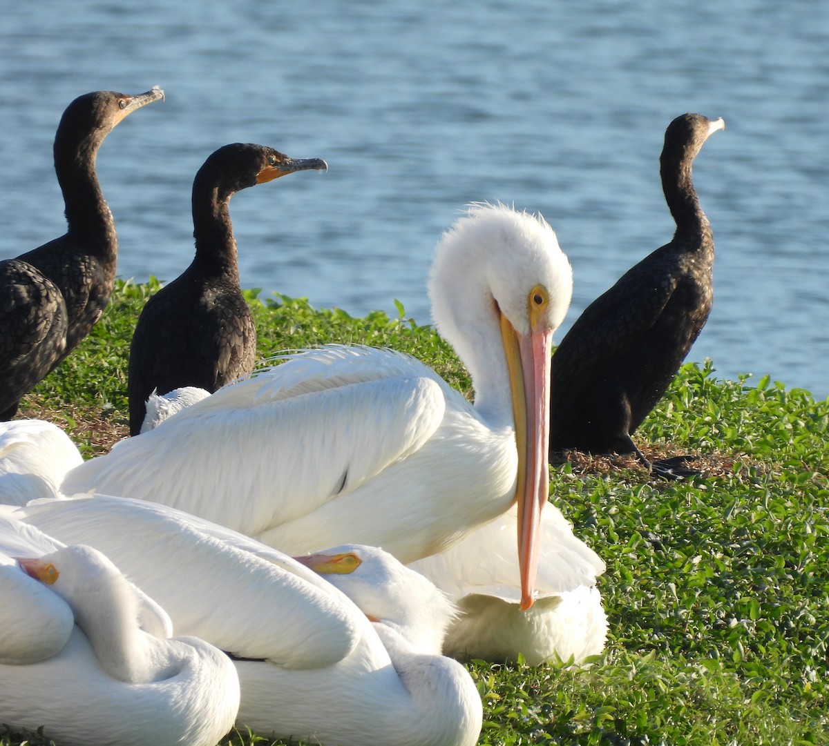 American White Pelican - ML614865974