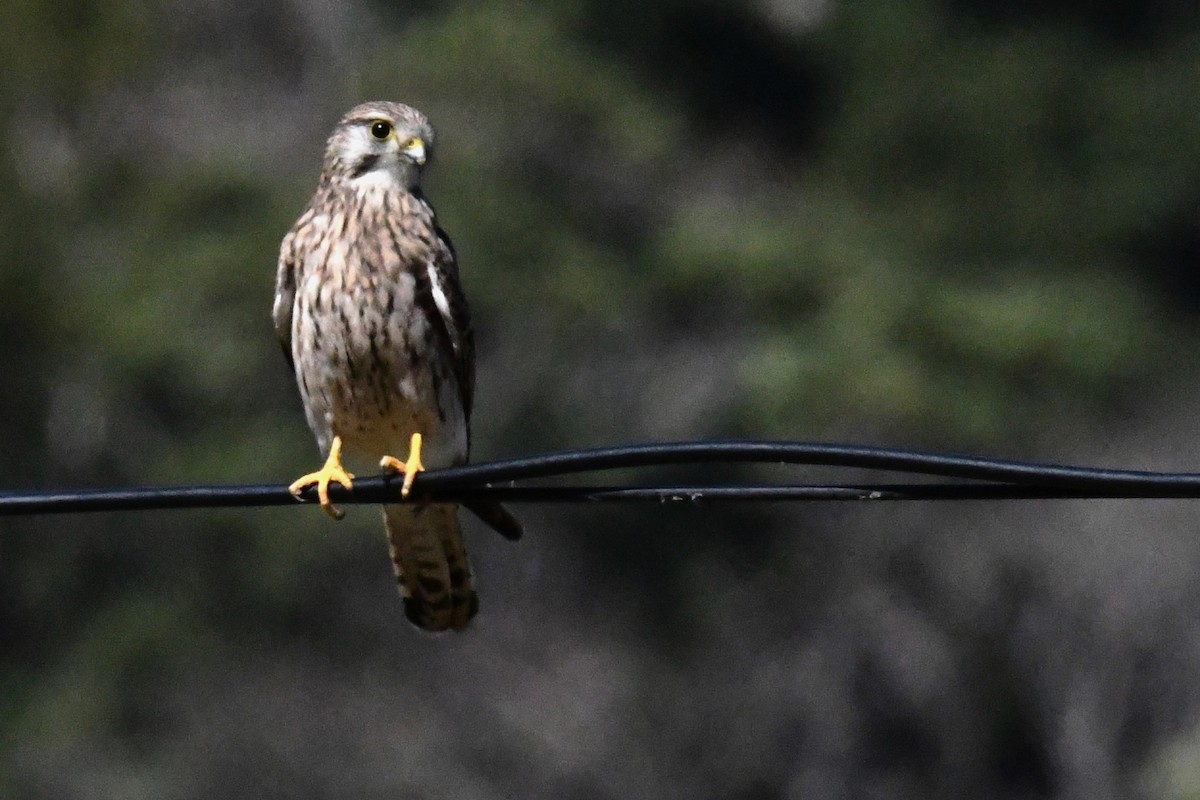 Eurasian Kestrel (Eurasian) - Robert  Whetham