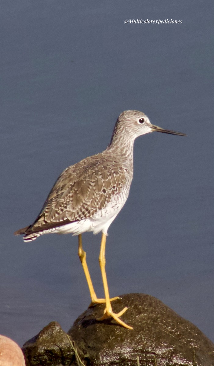 Lesser Yellowlegs - Jorge Vallejo