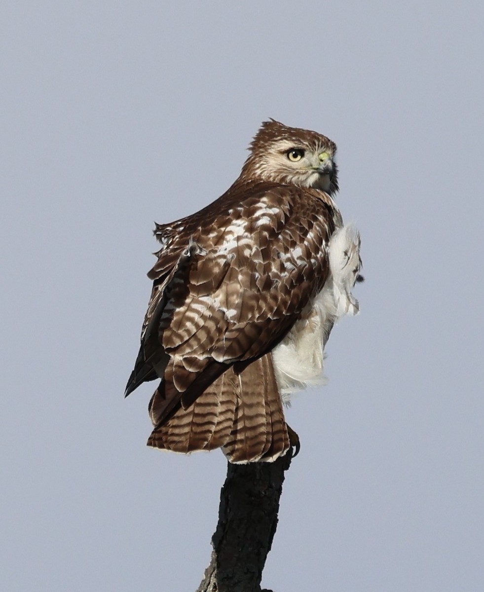 Red-tailed Hawk - ML614866074