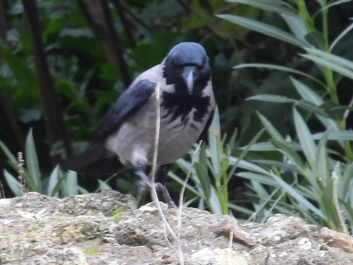 Hooded Crow - Gary Hantsbarger