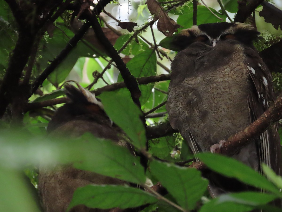 Crested Owl - ML614866147