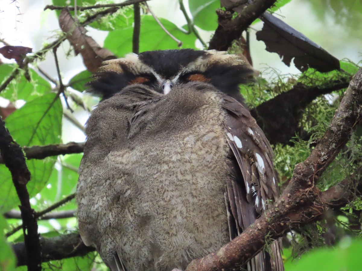 Crested Owl - ML614866149