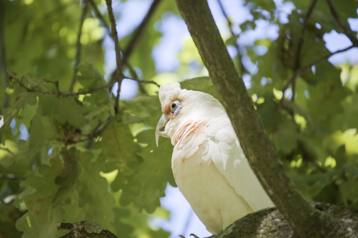 Long-billed Corella - ML614866230