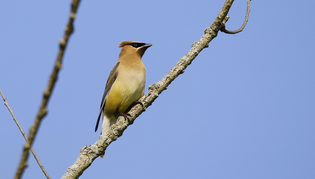 Cedar Waxwing - ML614866256