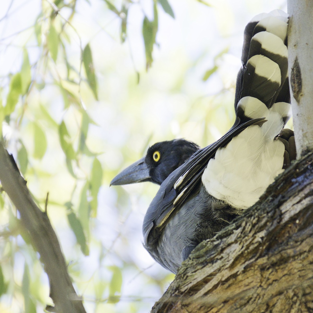 Pied Currawong - ML614866258