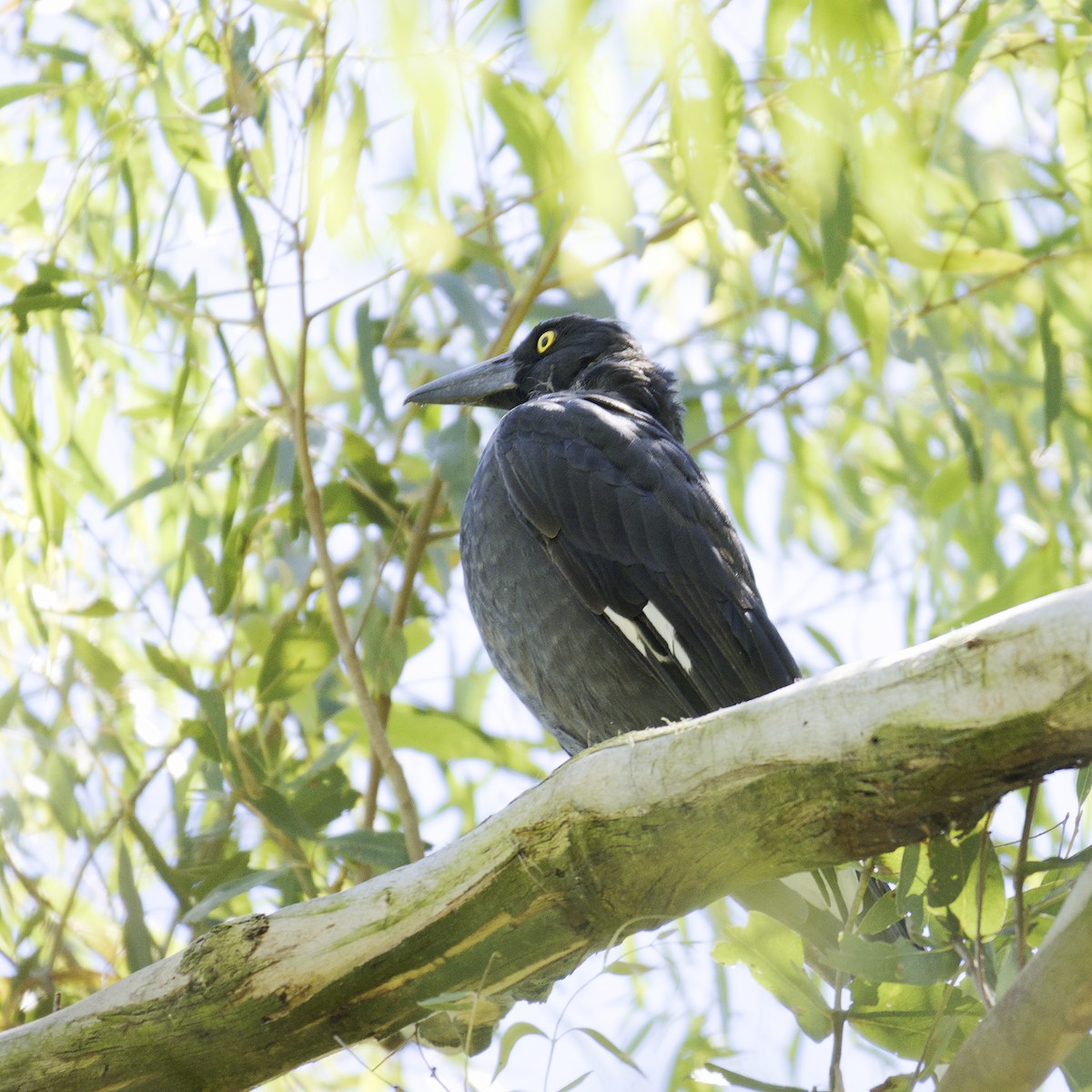 Pied Currawong - ML614866260
