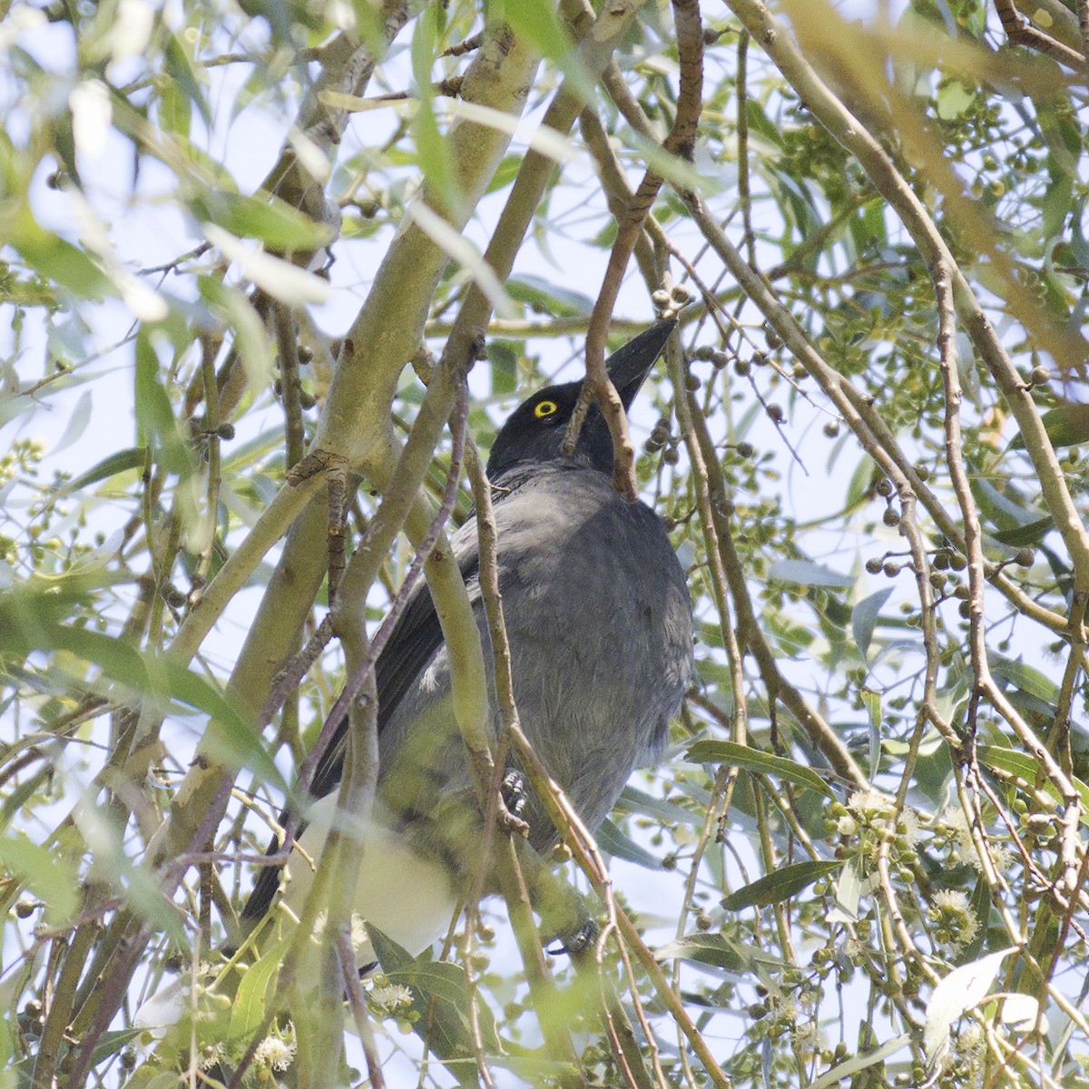 Pied Currawong - ML614866264
