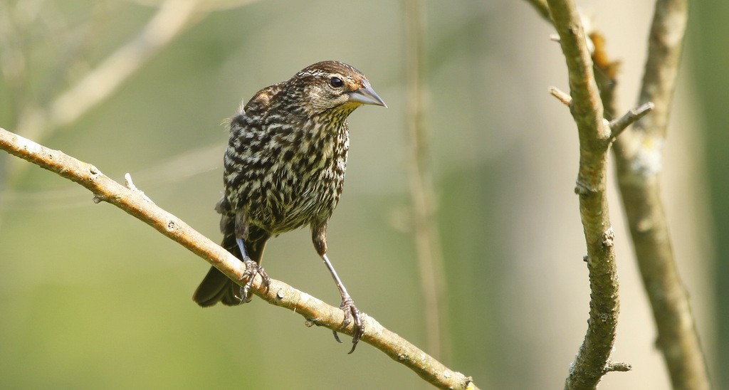 Red-winged Blackbird - ML614866274