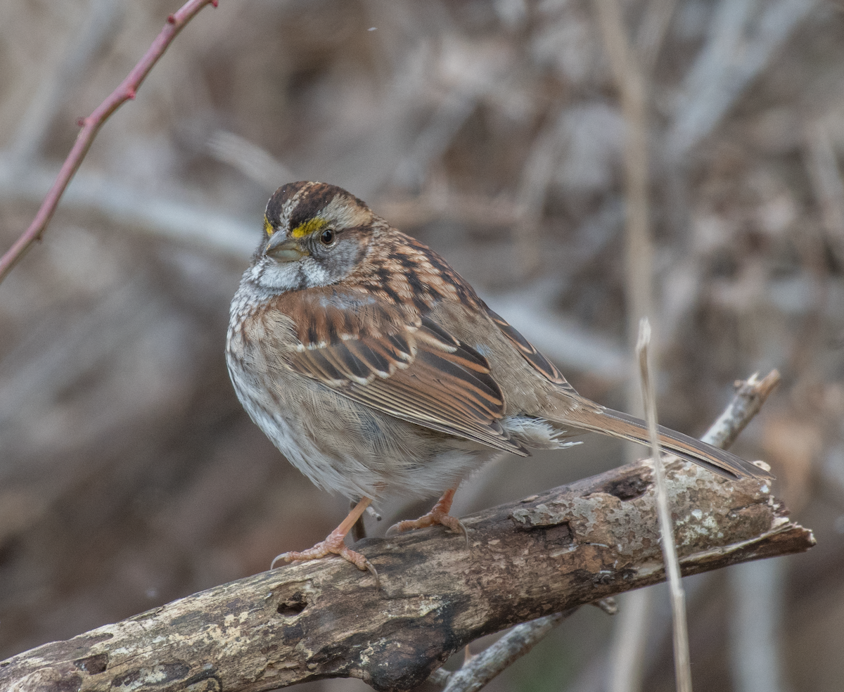 White-throated Sparrow - ML614866322