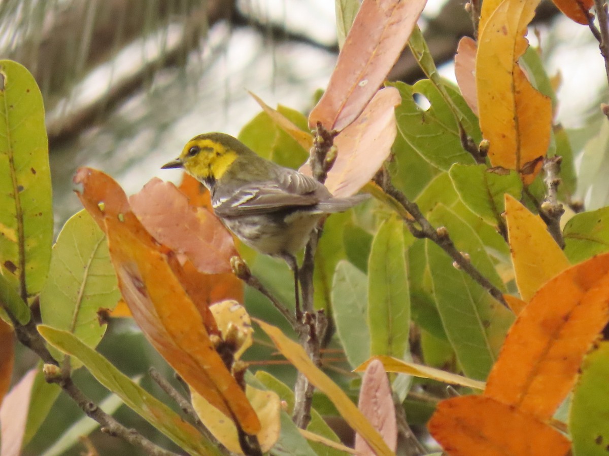 Golden-cheeked Warbler - ML614866362