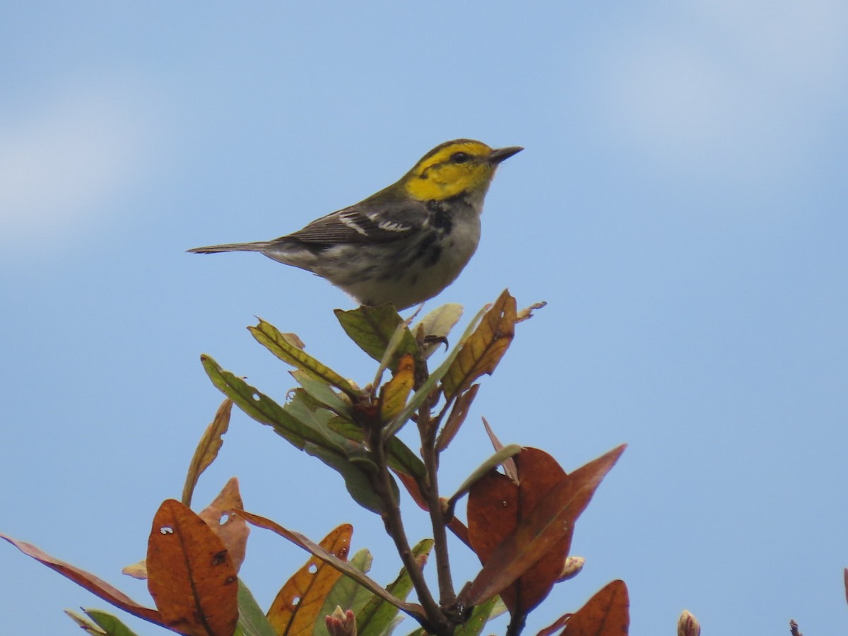 Golden-cheeked Warbler - ML614866446