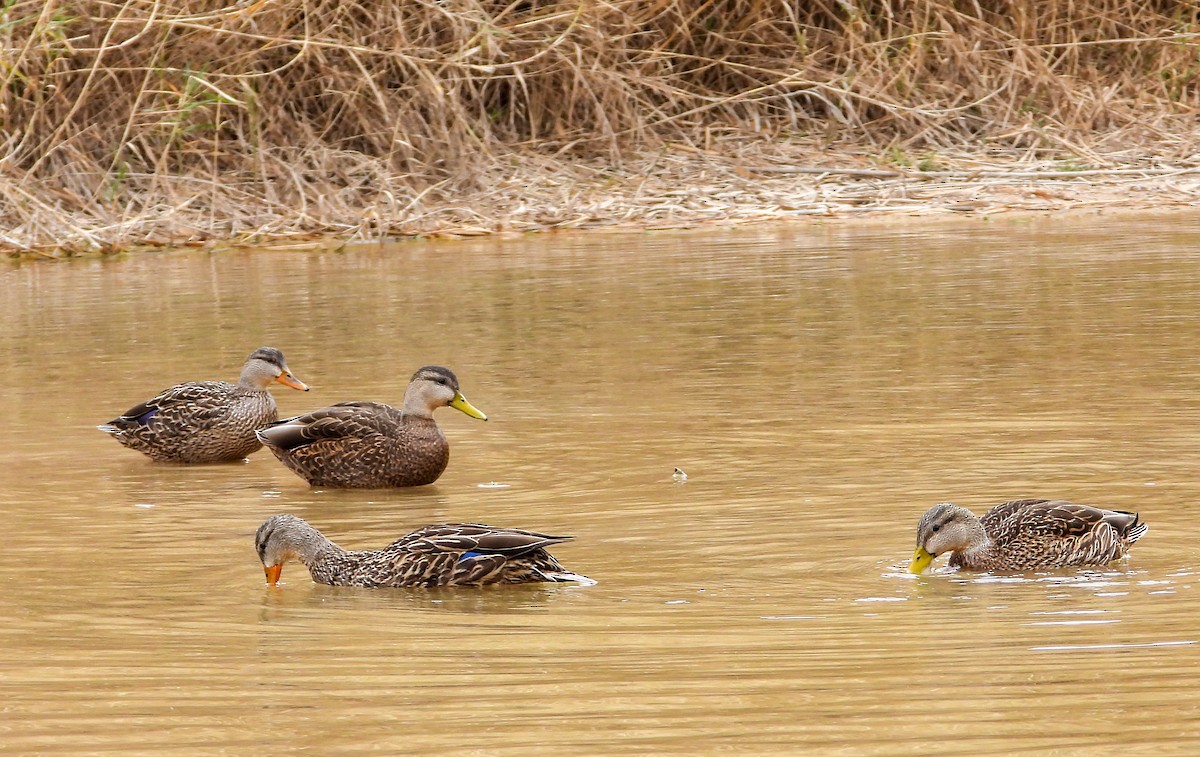 Mexican Duck - ML614866453