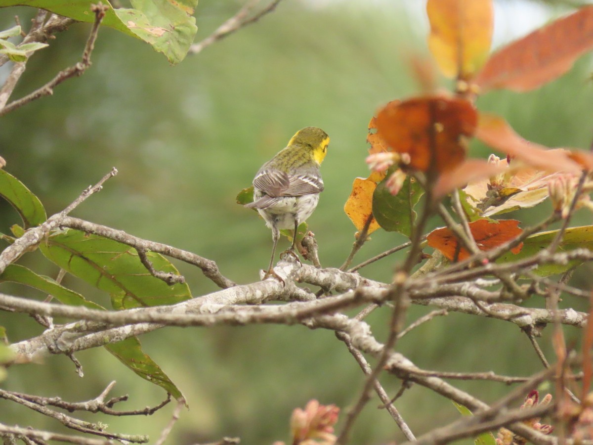 Golden-cheeked Warbler - ML614866482