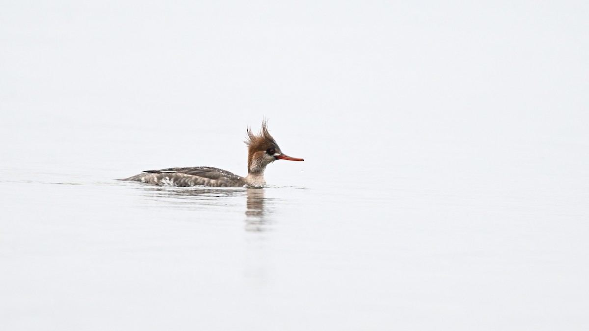 Red-breasted Merganser - ML614866491