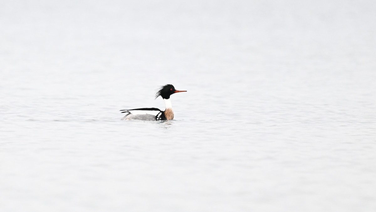 Red-breasted Merganser - ML614866492