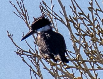 Belted Kingfisher - ML614866516