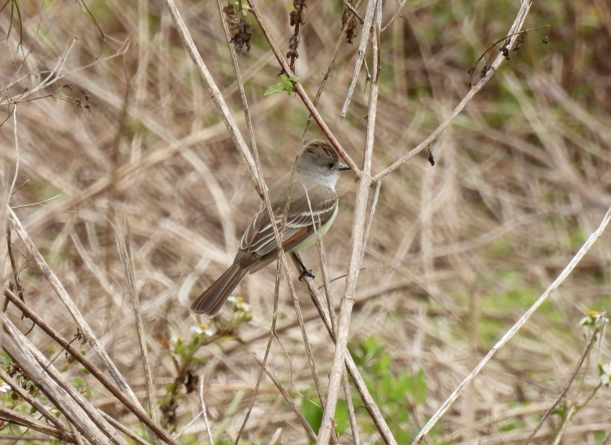 Ash-throated Flycatcher - Barb Stone