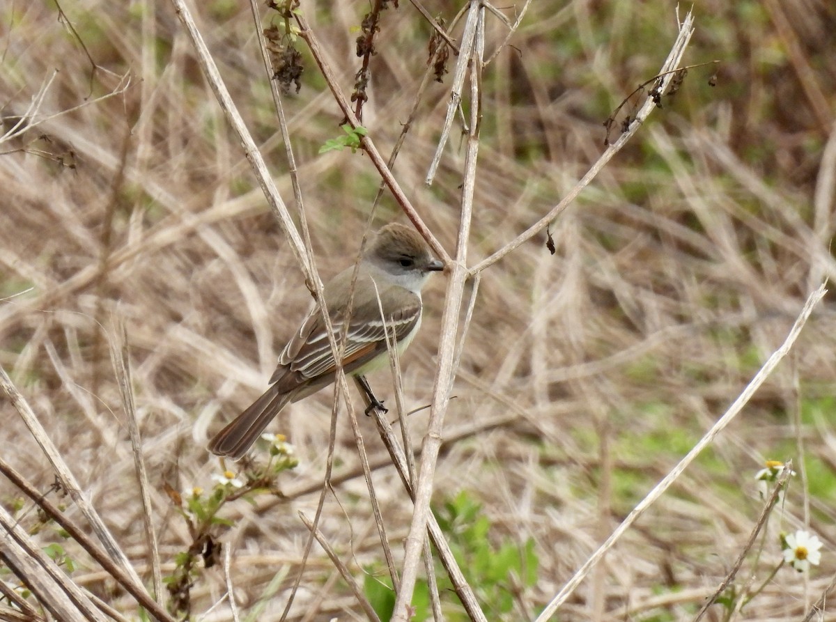 Ash-throated Flycatcher - Barb Stone
