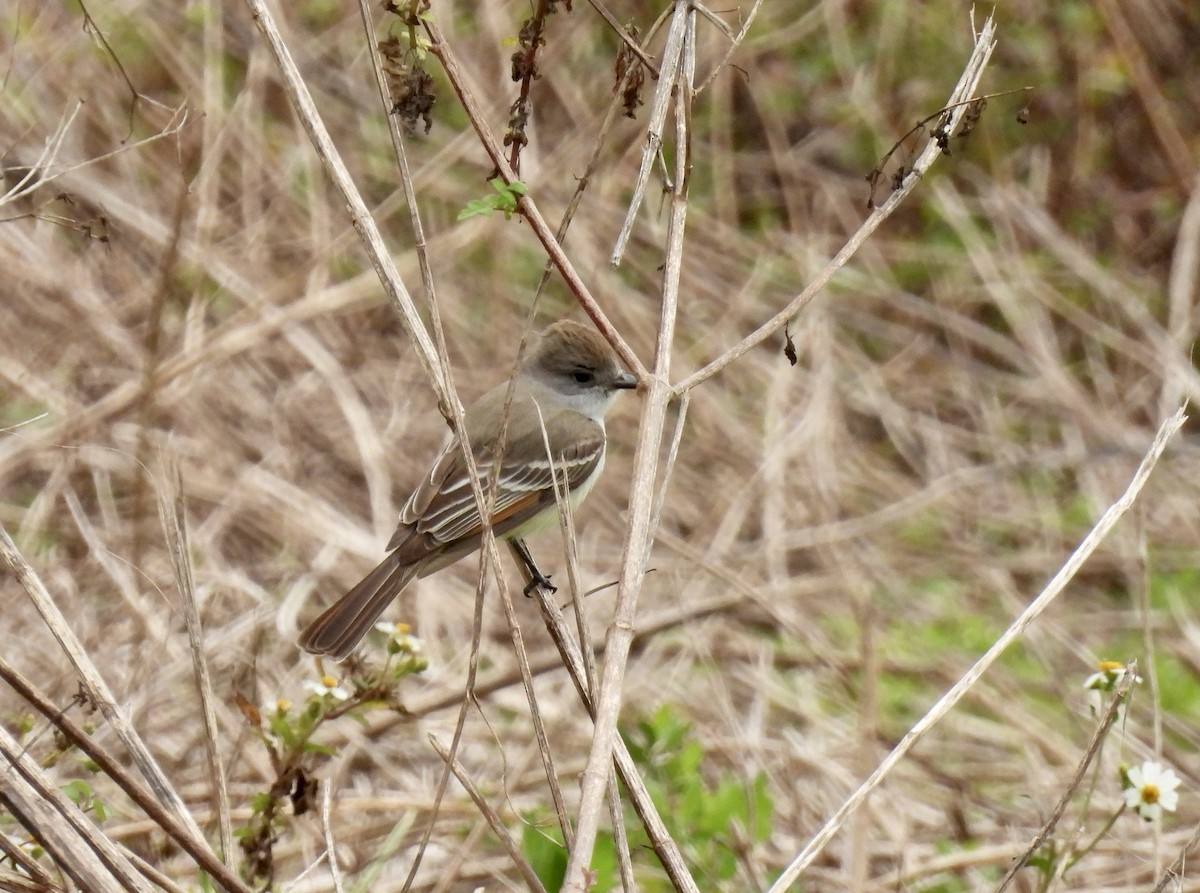 Ash-throated Flycatcher - ML614866558