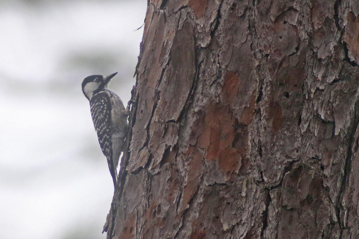 Red-cockaded Woodpecker - ML614866578