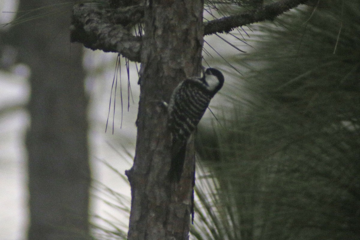 Red-cockaded Woodpecker - ML614866579