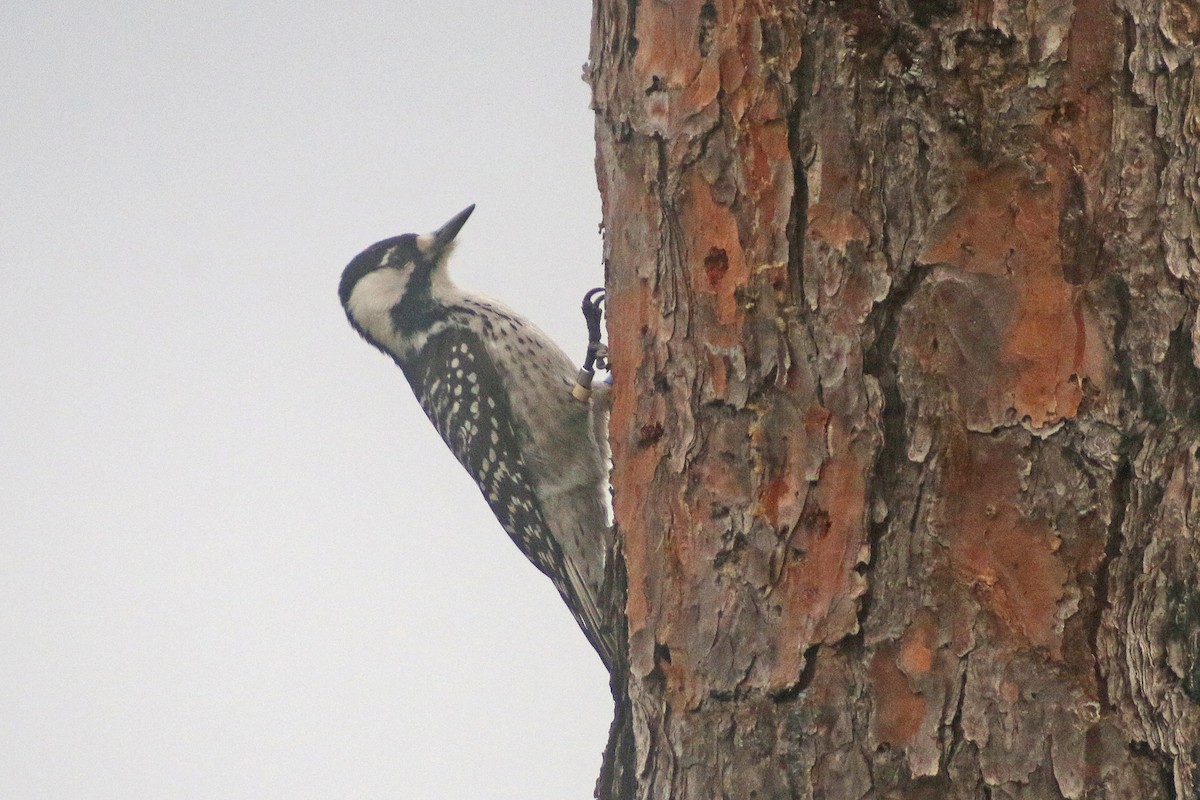 Red-cockaded Woodpecker - Corey Finger