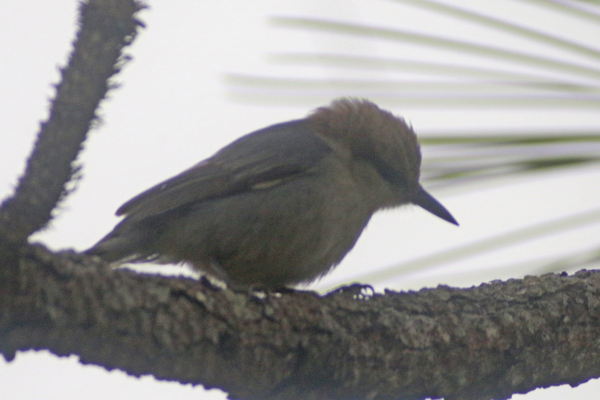 Brown-headed Nuthatch - Corey Finger