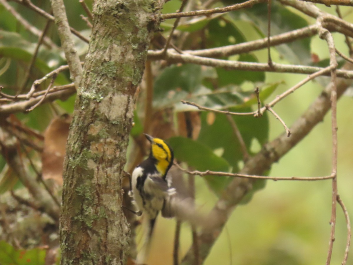 Golden-cheeked Warbler - ML614866615