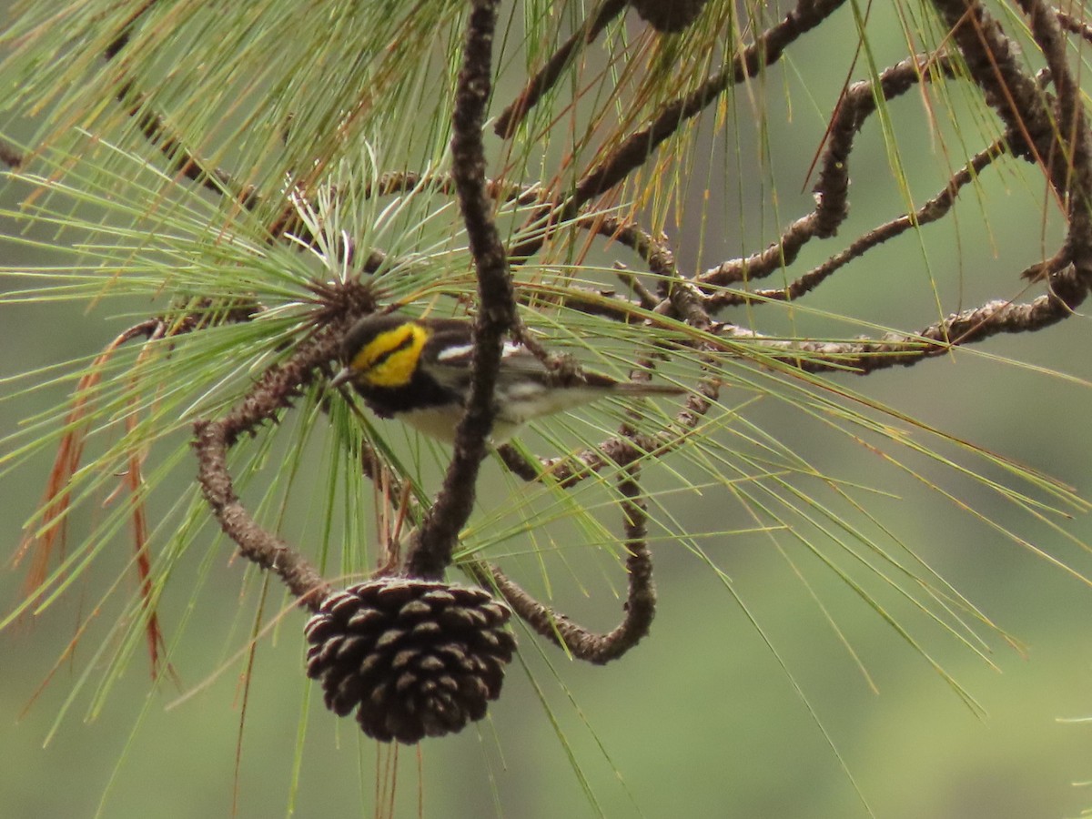 Golden-cheeked Warbler - Edwin Miranda