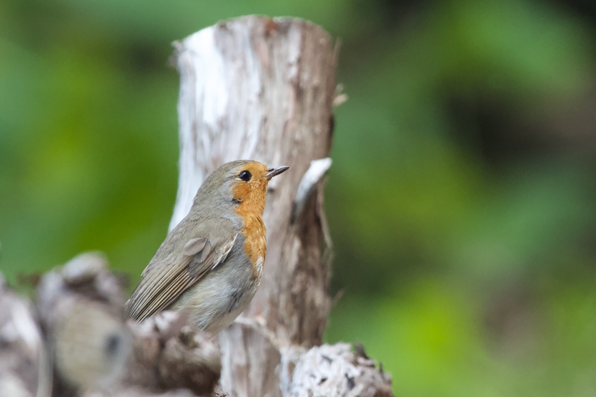 European Robin - ML614866623