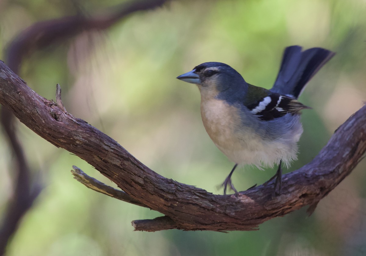 Azores Chaffinch - ML614866625