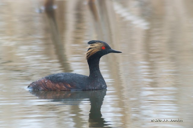 Eared Grebe - ML614866651